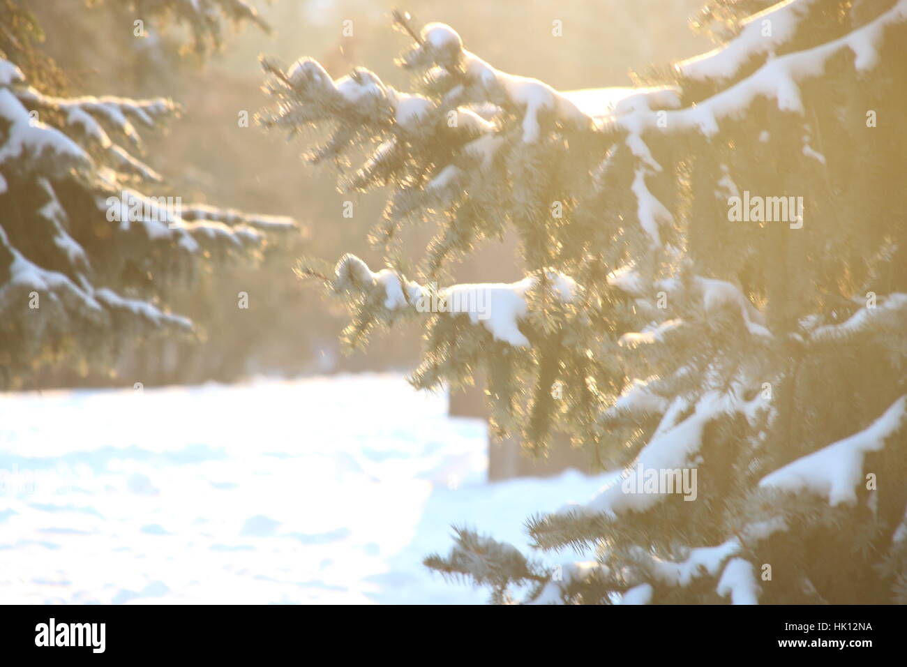 Sapins enneigés, la forêt d'hiver Banque D'Images