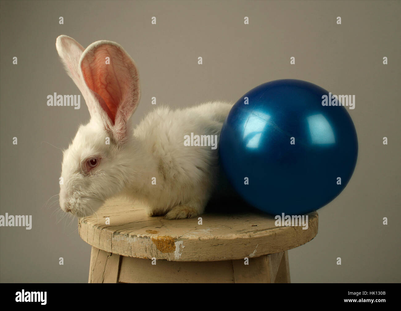 Portrait d'un lapin blanc avec des immenses oreilles ant un jouet balle bleue sur une chaise en bois sur fond gris Banque D'Images