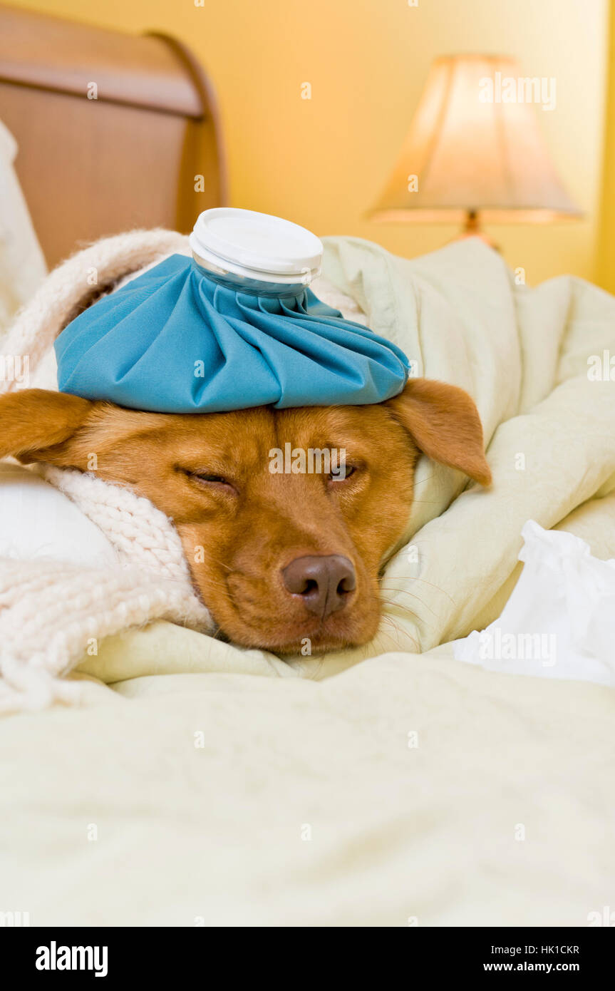 L'humour, animal, animal de compagnie, chien, lit, froid, catarrhe, céphalées, chambre à coucher, en écharpe, Banque D'Images