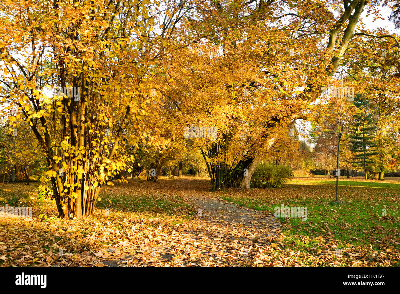 Feuille, couleur, park, brown, brunâtre, brunette, couleur, feuilles, feuillage, automne, Banque D'Images