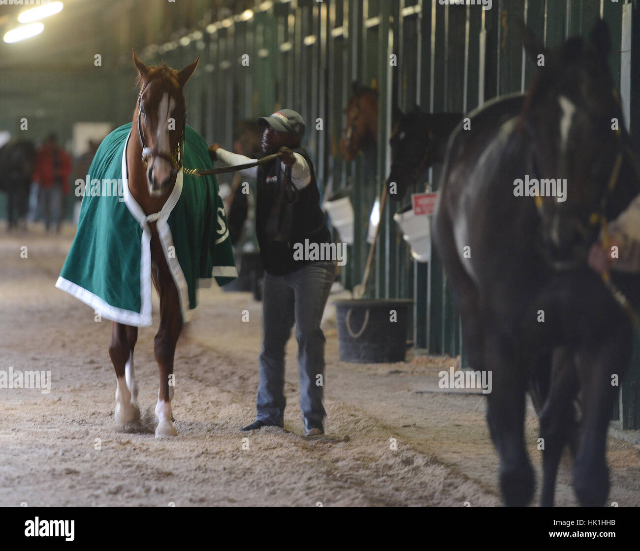 Hallandale Beach, FL, USA. 25 Jan, 2017. California Chrome est promené dans les Dihigi marié stable Gladney, Mercredi, Mai 25, 2017 à Gulfstream Park à Hallandale Beach, Floride Chrome prendra sur onze autres chevaux dans SaturdayÃ¢â€ Coupe du Monde de Pegasus à Gulfstream dans sa dernière course Credit : Sun-Sentinel/ZUMA/Alamy Fil Live News Banque D'Images