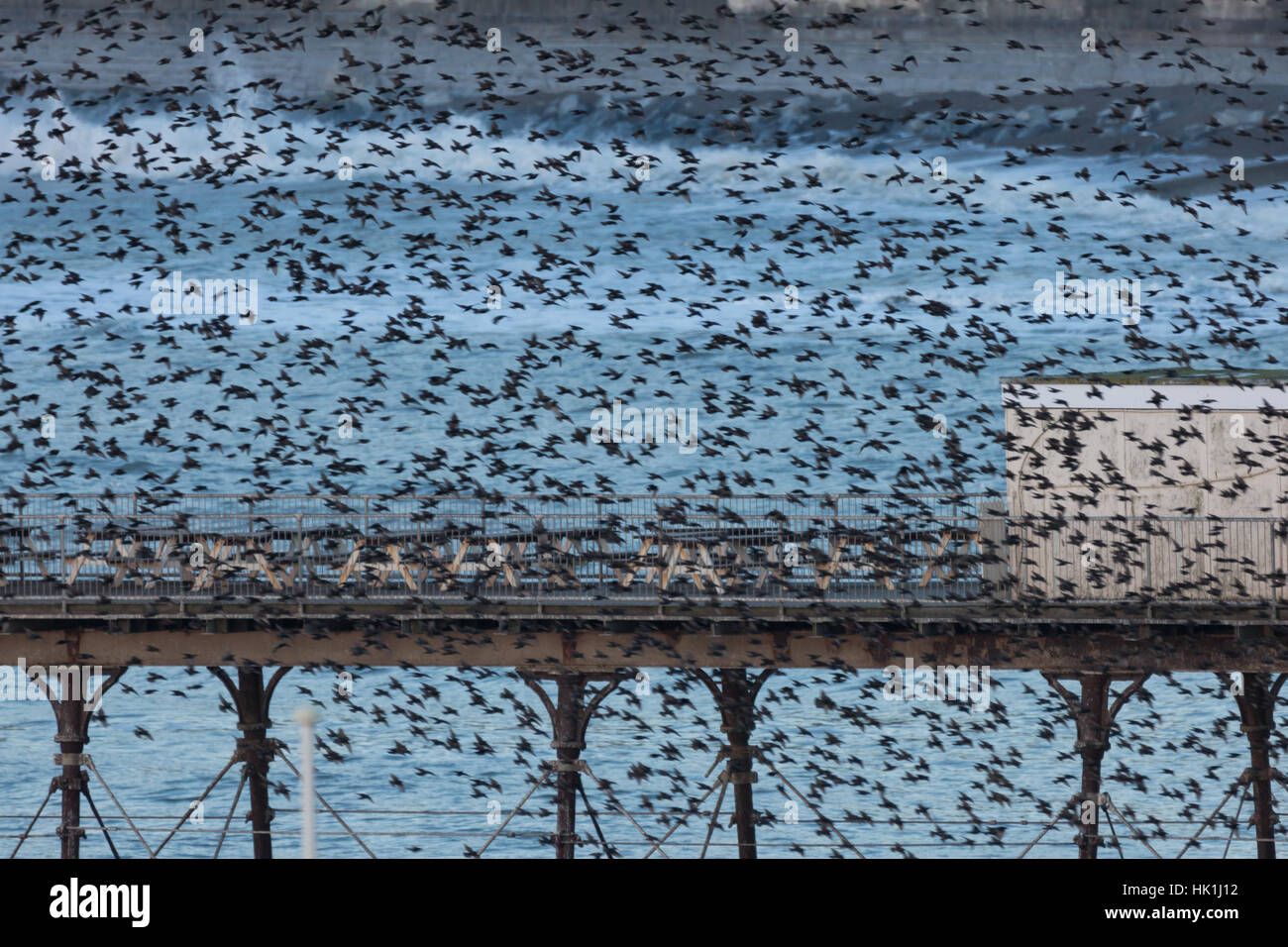 Aberystwyth, Ceredigion, pays de Galles, Royaume-Uni. 25 Jan, 2017. Météo France : Étourneaux swooping around Aberystwyth avant de se reposer sous l'embarcadère pour la nuit, où ils trouvent la chaleur. Comme les gens se rassemblent pour regarder et photographier la vue spectaculaire, après une journée ensoleillée. Crédit : Ian Jones/Alamy Live News Banque D'Images