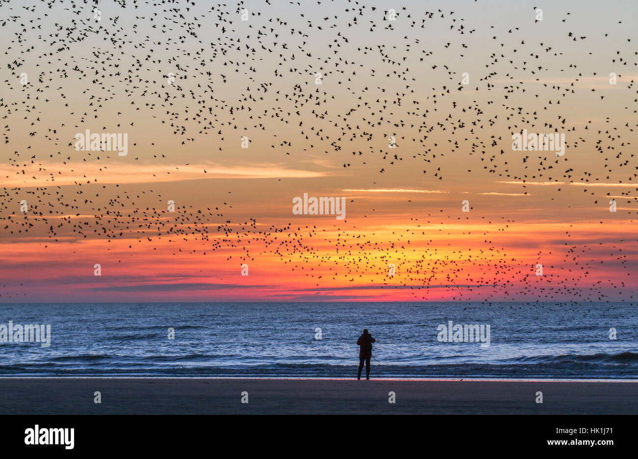 Oiseaux en vol, voler dans les nuages à des bandes d'Étourneaux à Blackpool, Lancashire, Royaume-Uni. Starling murmuration au coucher du soleil. L'un des grands spectacles d'oiseaux de l'hiver est l'étourneau' roost pré-assemblée. Avant de s'installer pour la nuit, des bandes de ces oiseaux grégaires autour d'un seul coup jusqu'à ce qu'il y a une énorme masse noire tourbillonnante. Au cours de l'hiver jusqu'à un million d'oiseaux, swarm, tourbillonner, shift, agiter et enrouler comme un déménagement, tout en effectuant une acrobatie aérienne. ce ballet au crépuscule est un phénomène connu sous le nom de repos murmuration Starling. Banque D'Images