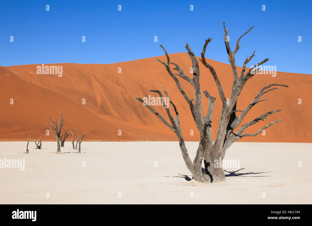 La ville pittoresque de Sossusvlei et Deadvlei. Gros sel et d'argile avec arbres d'Acacia tressé entouré par de majestueuses dunes de sable. Banque D'Images