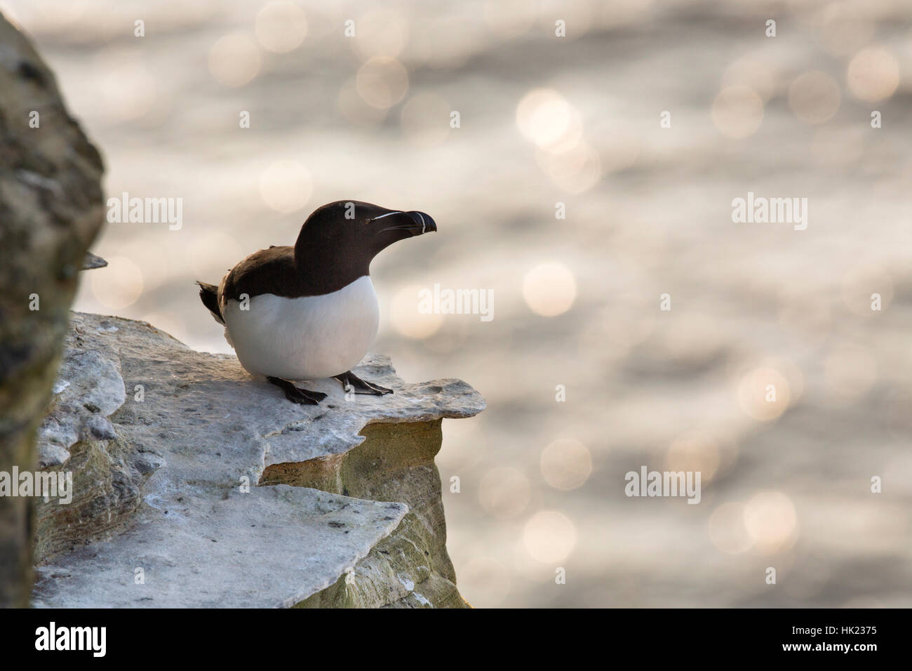 Petit Pingouin, Alca torda seul sur la falaise rocheuse Dunet tête ; Ecosse ; UK Banque D'Images
