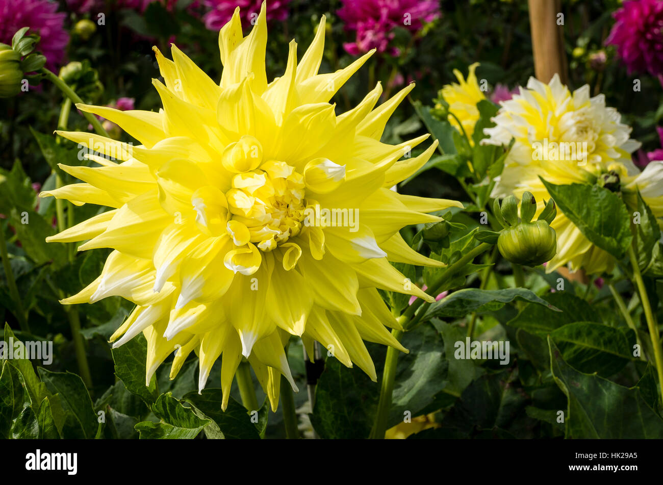 Dahlia géant à fleurs Banque de photographies et d'images à haute  résolution - Alamy
