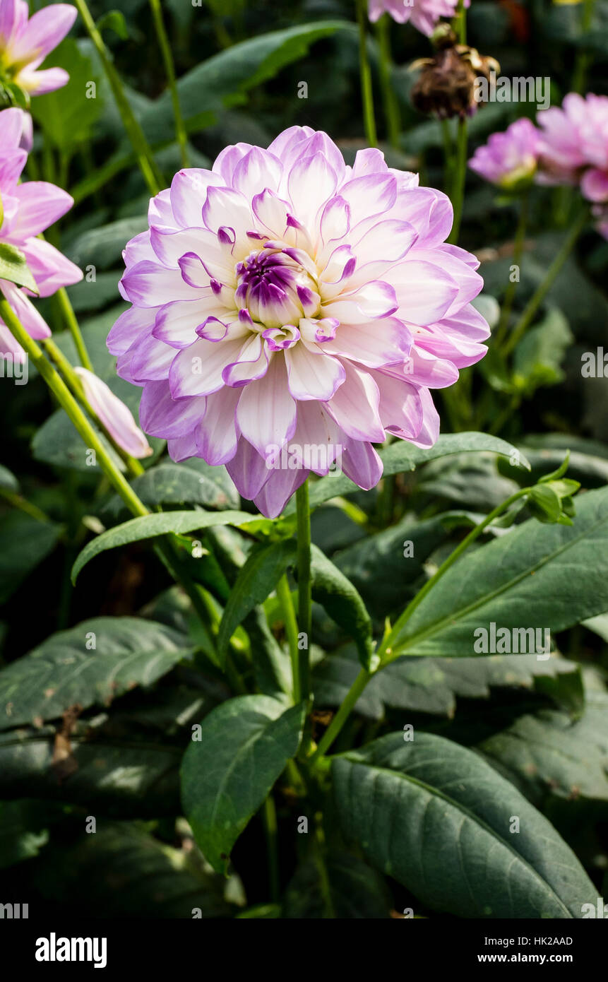 Caroline Dahlia fleurs de Lune en septembre au Royaume-Uni Banque D'Images