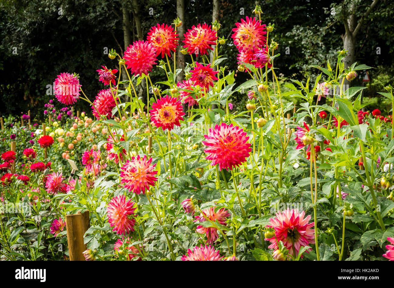 Kenora Dahlia floraison Wow en septembre au Royaume-Uni Banque D'Images