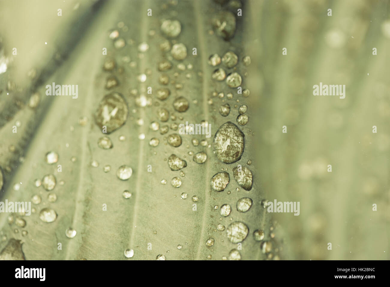 Vert feuille humide avec de l'eau gouttes en close up. Détails de la nature. Banque D'Images