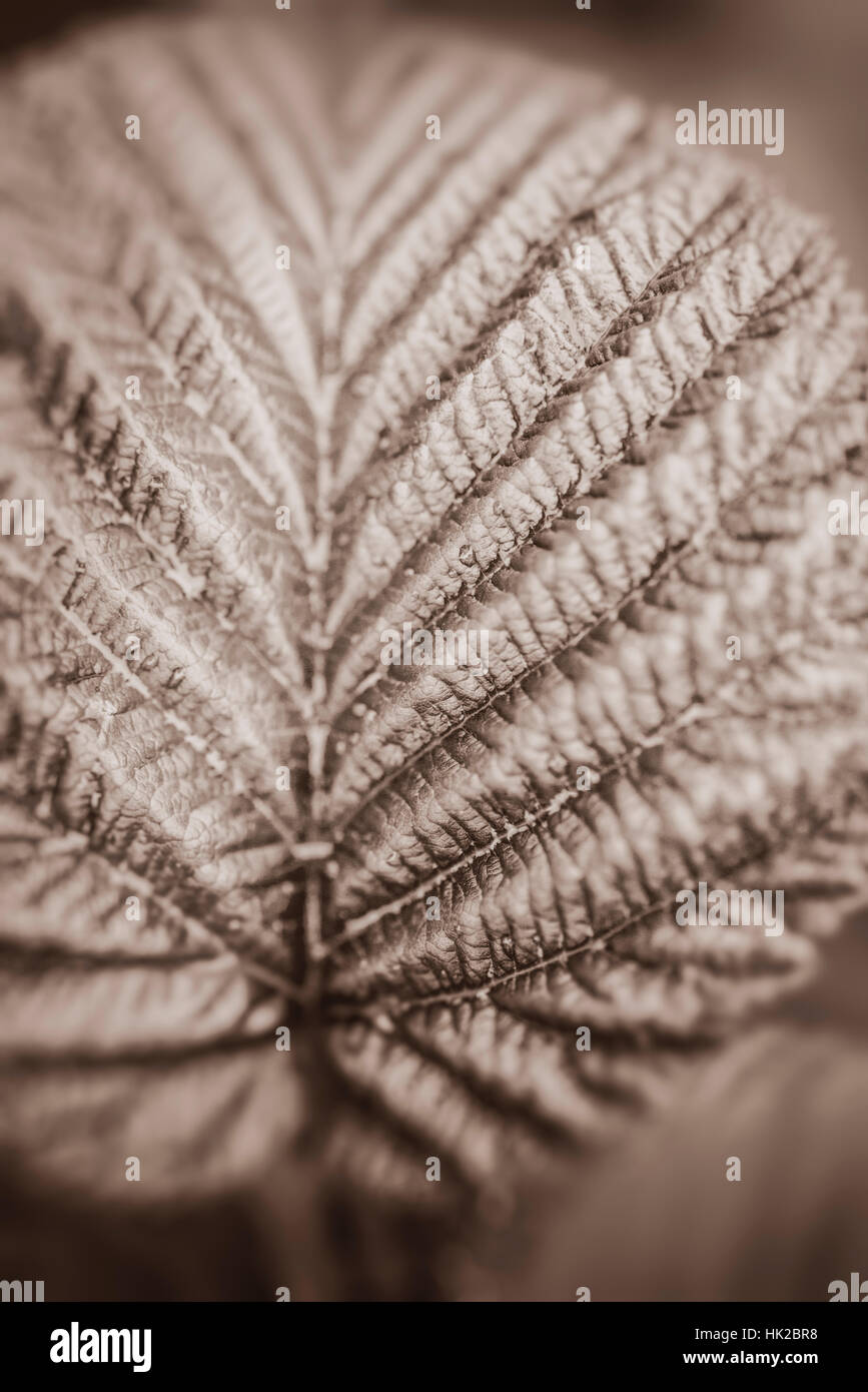 Dans la feuille de près. Le noir et blanc nature détail avec texture organique. Banque D'Images