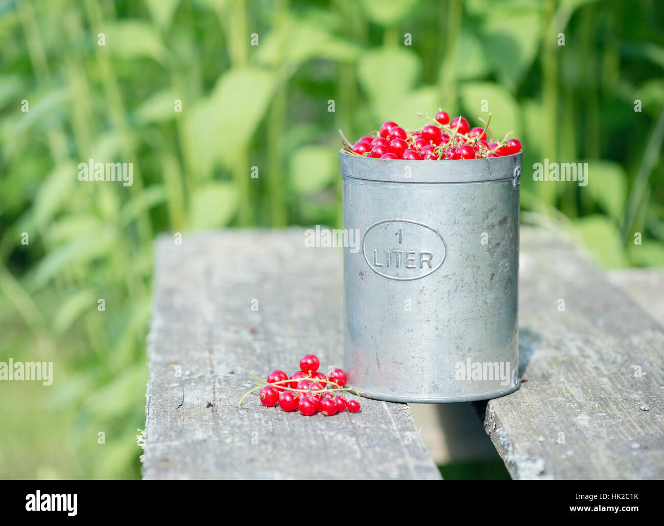 Baies de groseille rouge fraîchement cueillis dans la benne sur table de jardin. Vie d'été scène sans personnes. Banque D'Images