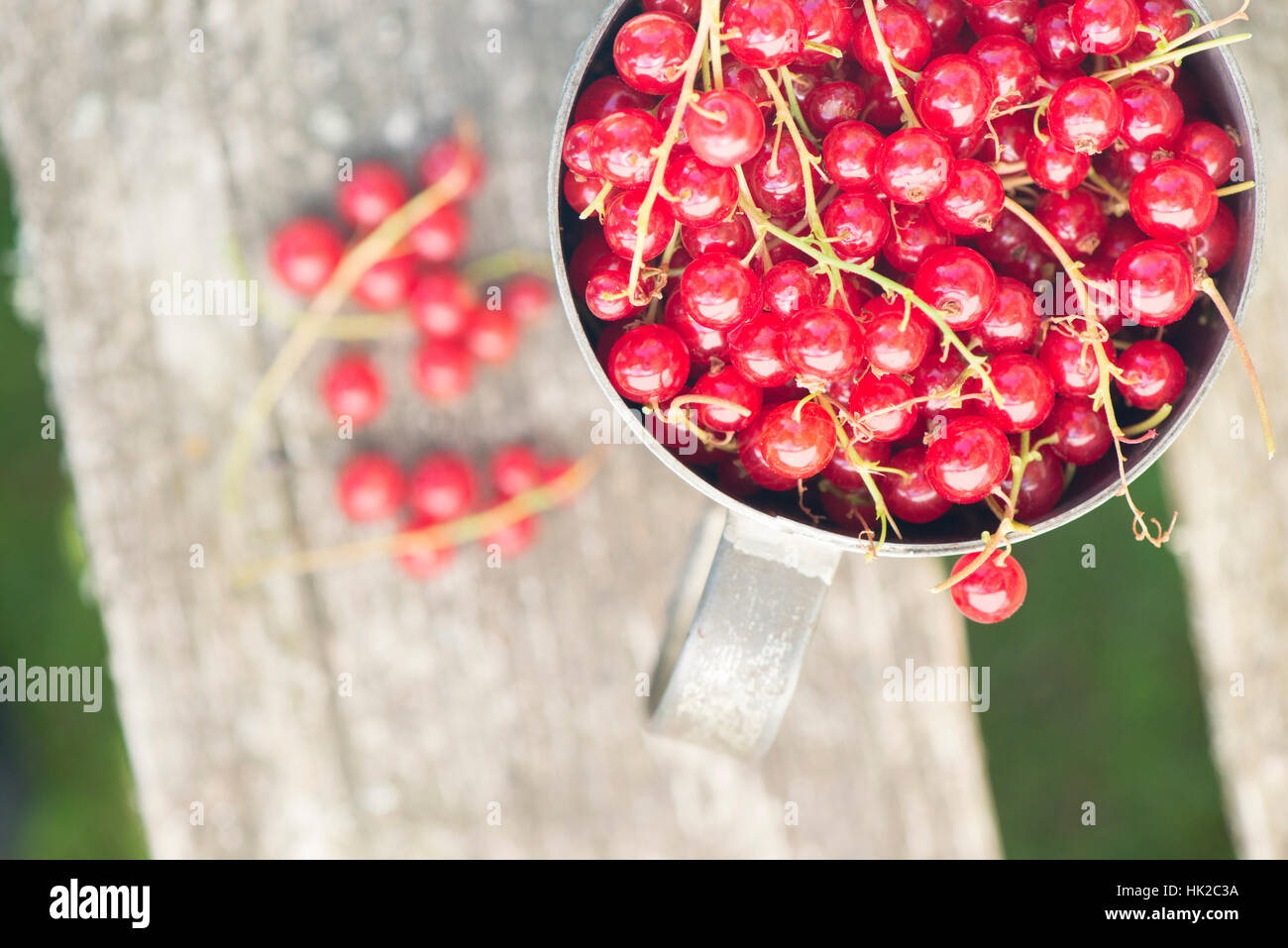 Baies de groseille rouge en godet sur table de jardin. Vue de dessus de la récolte d'été fraîchement cueillis. Banque D'Images