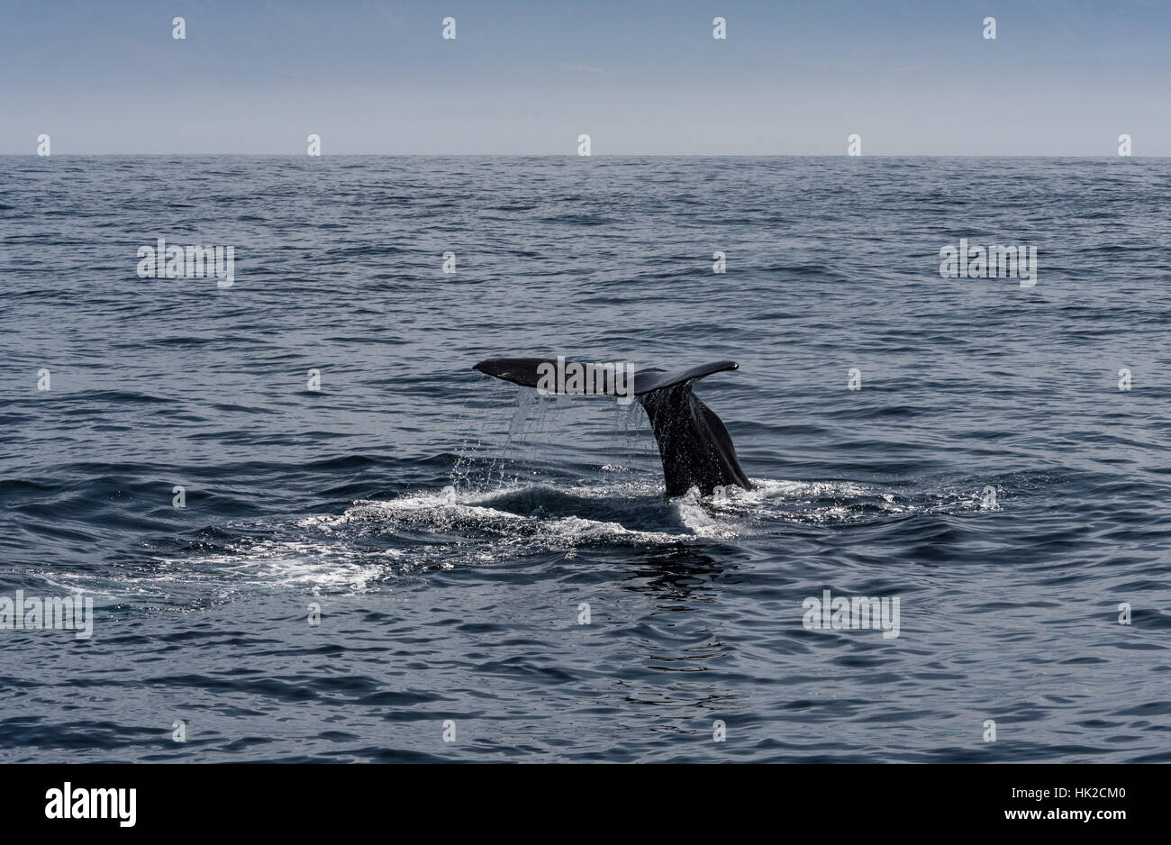 Cachalot flets et plongées au large de la côte de Kaikoura. L'île du Sud, Nouvelle-Zélande. Banque D'Images