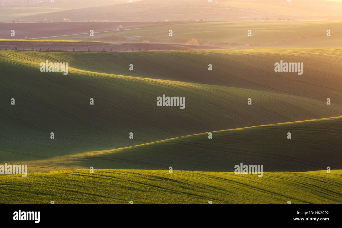 Champs verts dans la soirée en Moravie du Sud, en République tchèque. Vagues vertes collines, champs ondulants.Paysage de printemps. L'agriculture Banque D'Images