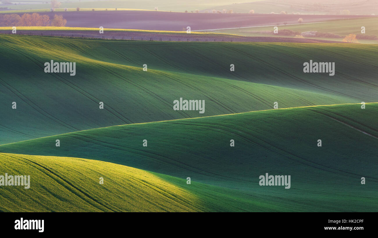 Champs verts dans la soirée en Moravie du Sud, en République tchèque. Vagues collines avec de l'herbe bien verte, champs ondulants. Paysage de printemps Banque D'Images