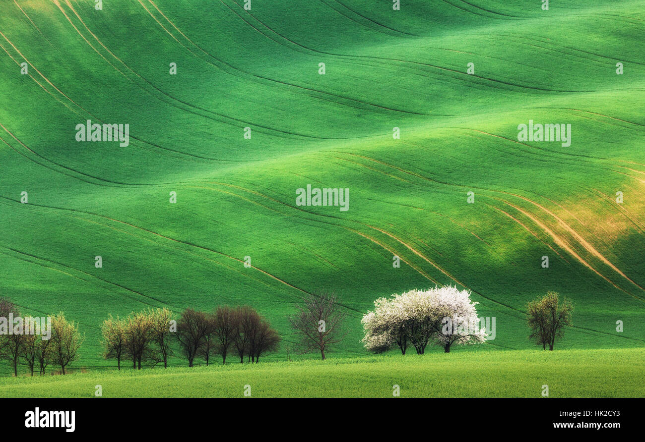 Arbres en fleurs contre des champs verts au printemps en Moravie du Sud, en République tchèque. Célèbre vue morave. Paysage coloré Banque D'Images