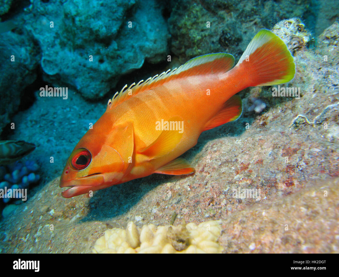 Les récifs coralliens avec les poissons exotiques epinephelus fasciatus orange en bas de la mer tropicale Banque D'Images