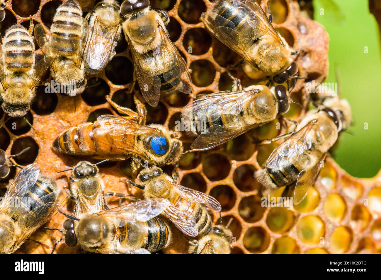 Le bleu marqué d'une reine de l'abeille carniolienne (Apis mellifera carnica) colonie est à la recherche d'un endroit pour insérer un oeuf Banque D'Images