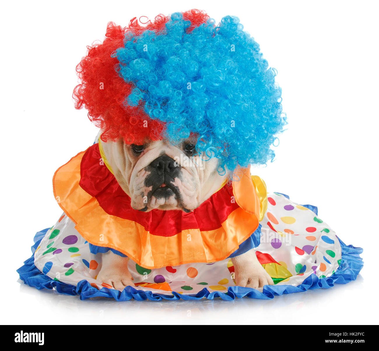 Indiquer, montrer, isolés, animal, animal, mammifère, Bull, visage, portrait, triste, Banque D'Images