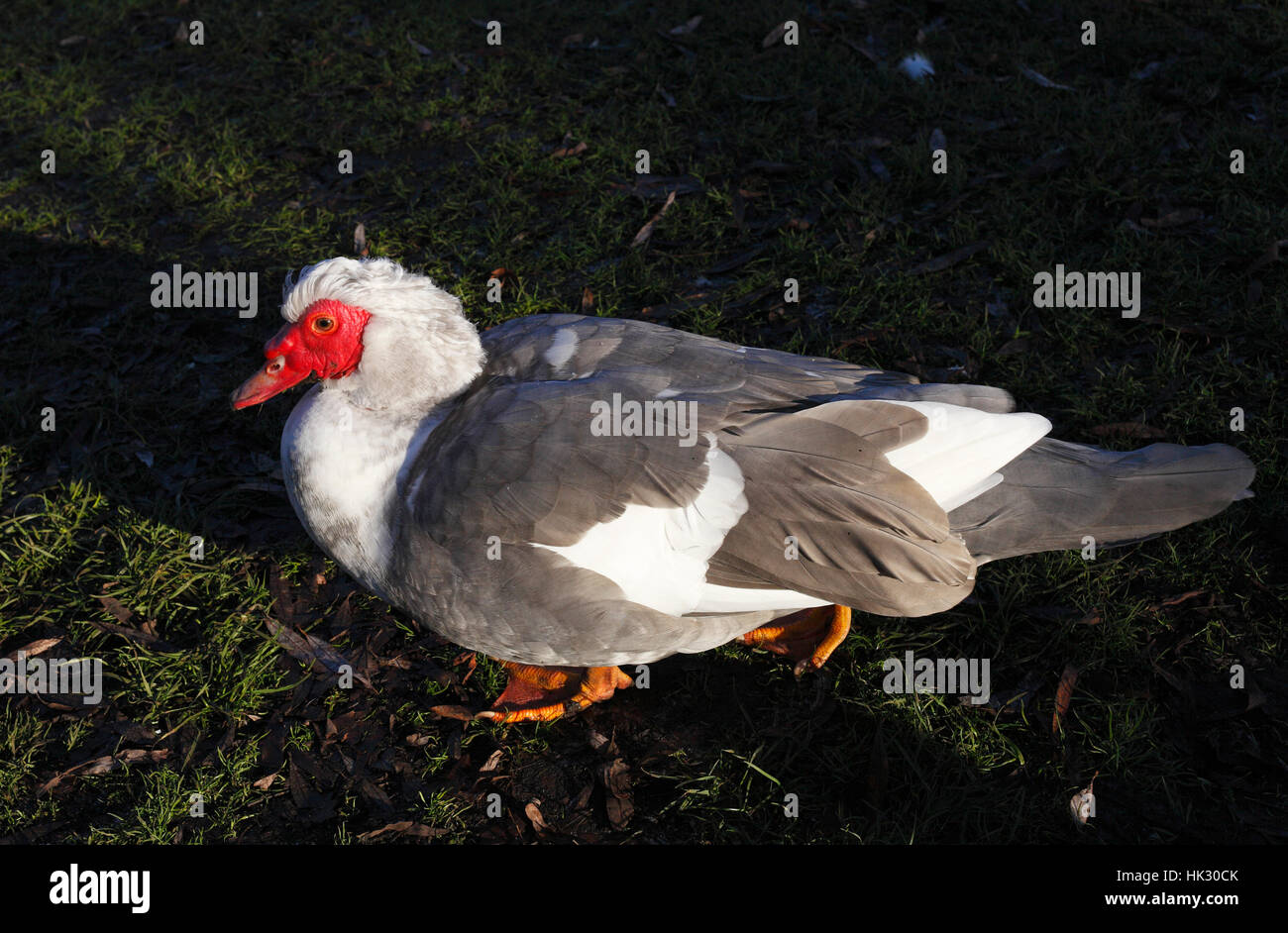 Le canard de Barbarie (Cairina moschata). Banque D'Images