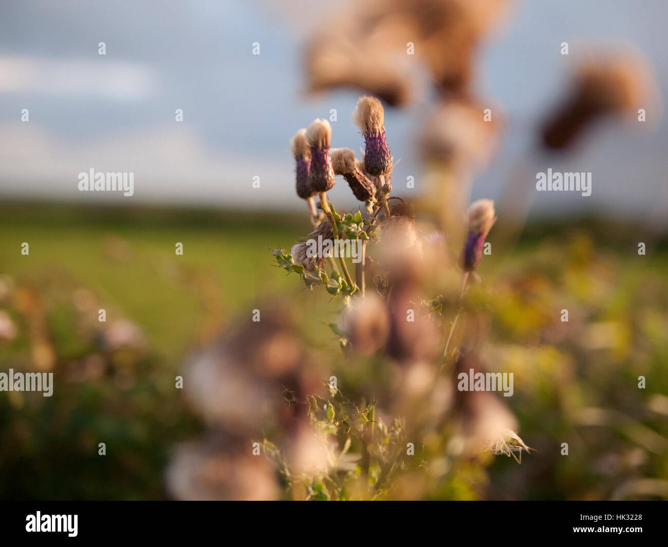 Mad Maxwell.plantes sauvages dans l'ouest de l'Irlande Banque D'Images