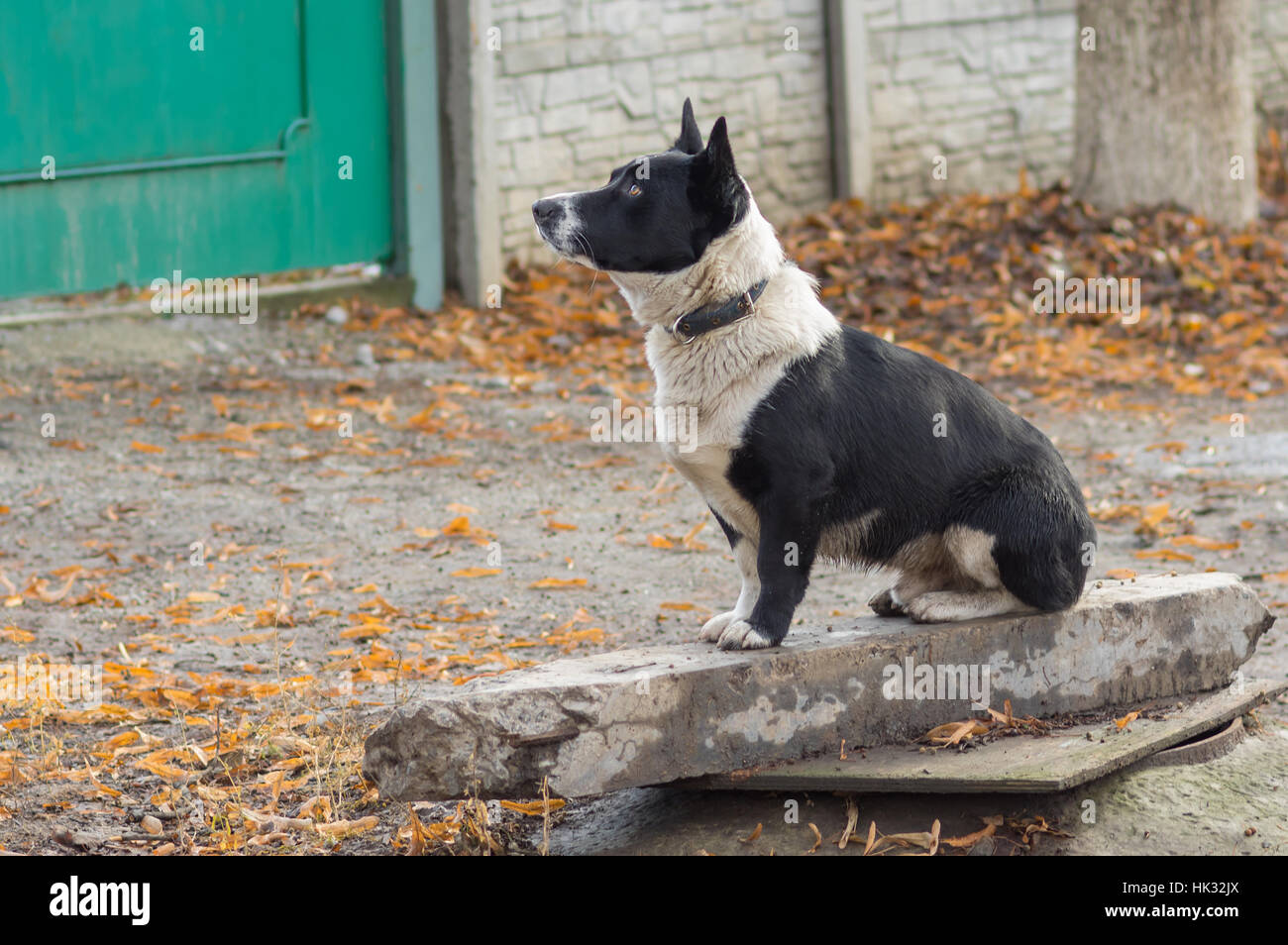 Noir, trapu, mixed breed dog sitting près de master's Gate Banque D'Images