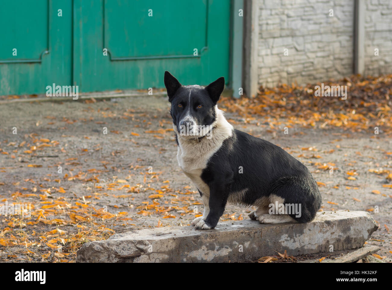 Cute black, trapu, mixed breed dog sitting près de master's Gate et prête à défendre son territoire Banque D'Images