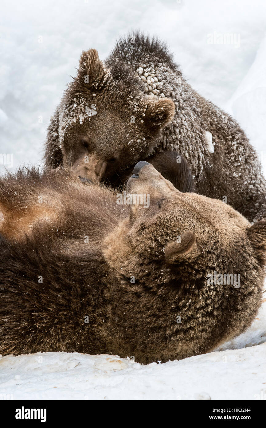 Ours brun femelle suckling one-year-old cub (Ursus arctos arctos) en position allongée sur le dos dans la neige en hiver Banque D'Images