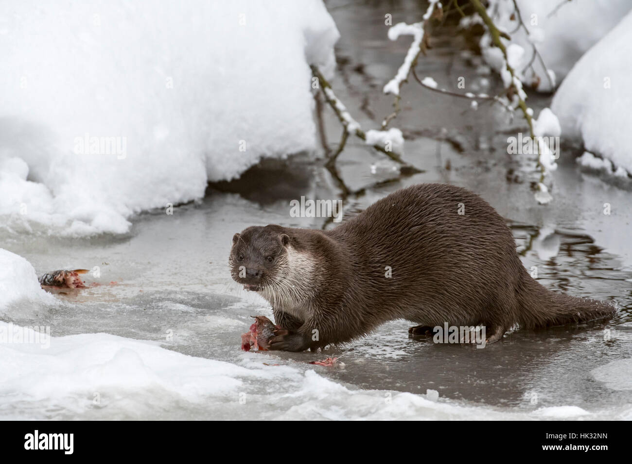 Rivière européenne loutre (Lutra lutra) manger du poisson pêché sur berge, dans la neige en hiver Banque D'Images