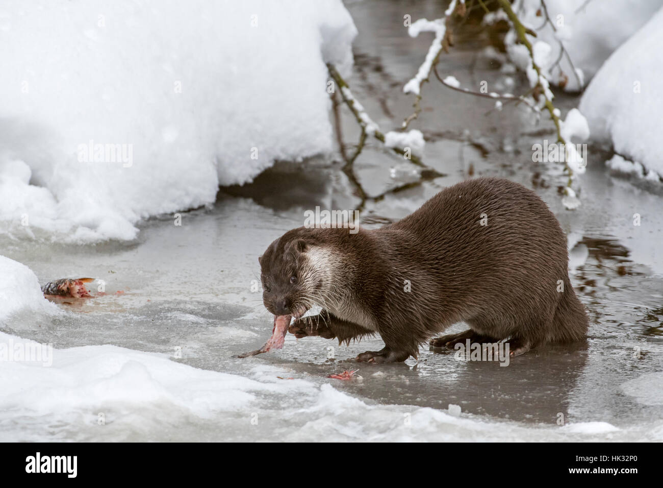 Rivière européenne loutre (Lutra lutra) manger du poisson pêché sur berge, dans la neige en hiver Banque D'Images