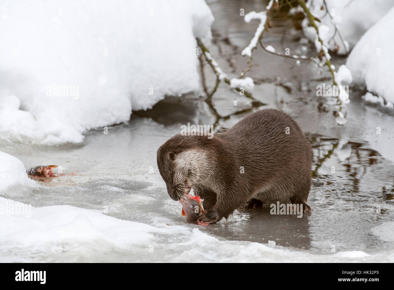 Rivière européenne loutre (Lutra lutra) manger du poisson pêché sur berge, dans la neige en hiver Banque D'Images