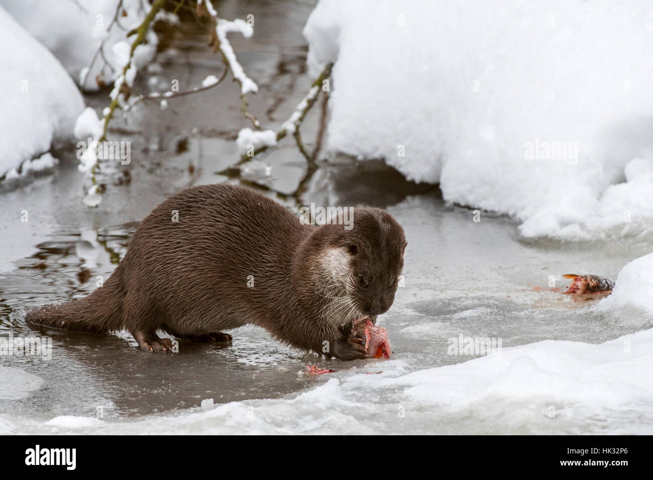 Rivière européenne loutre (Lutra lutra) manger du poisson pêché sur berge, dans la neige en hiver Banque D'Images
