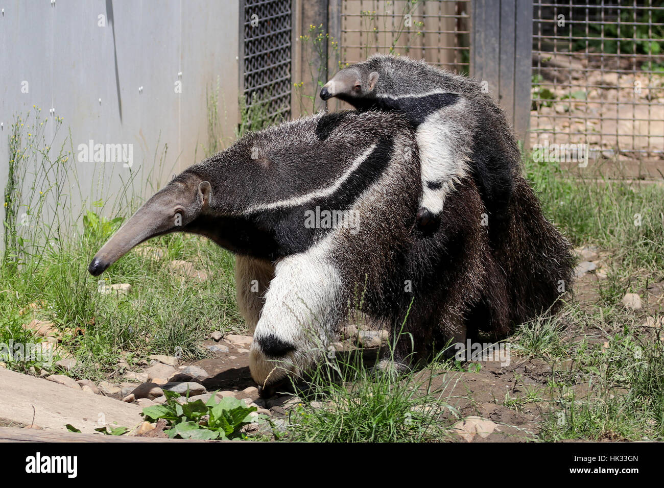 Stock Photo Fourmilier Geant Portant Un Bebe A L Arriere A La Recherche De Nourriture Myrmecophaga Tridactyla Photo Stock Alamy
