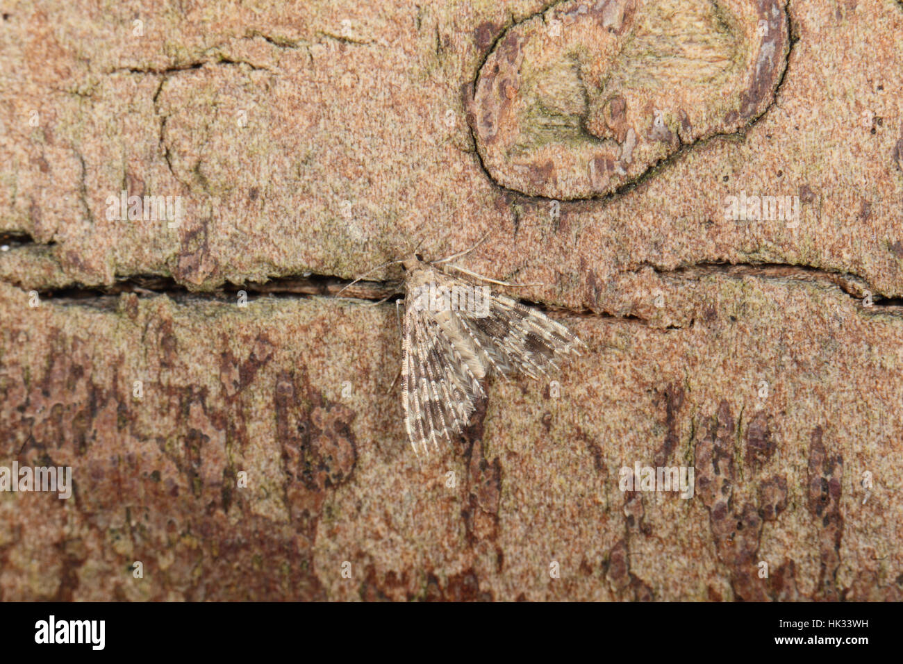 Vingt-plume ou bien des plumes-Moth (Alucita hexadactyla), Banque D'Images