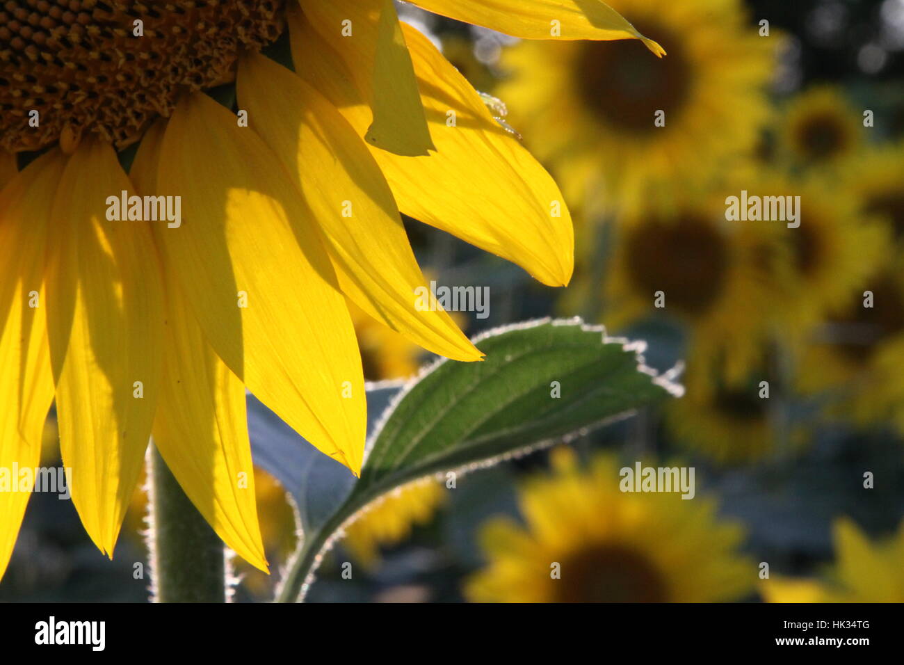 Tournesol France Banque D'Images