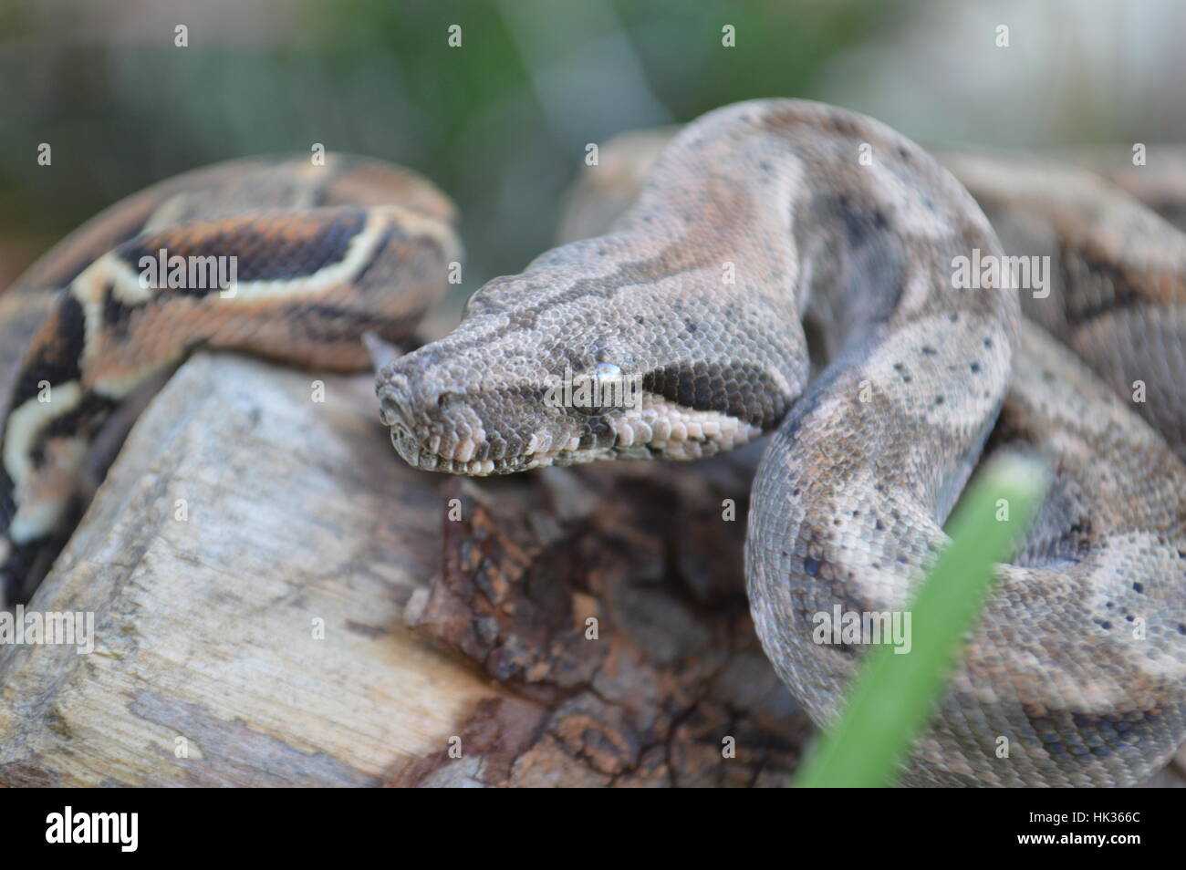 Paramètres régionaux hybride Boa Constrictor Banque D'Images