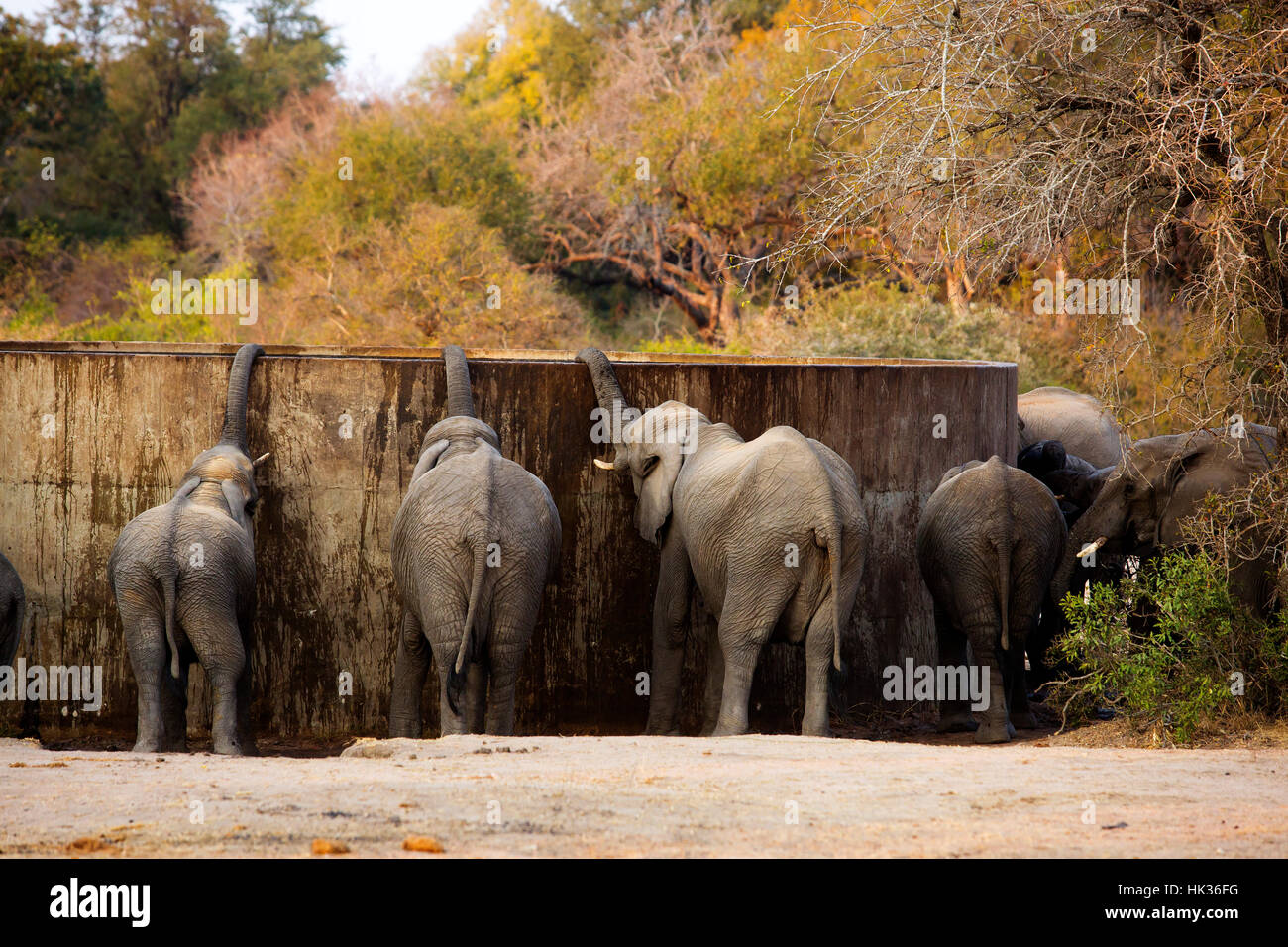 Les éléphants s'abreuver à une réserve d'eau près de Satara Camp, Kruger National Park, Afrique du Sud Banque D'Images