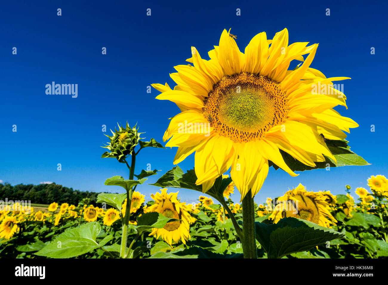 Une fleur de tournesol (helianthus annuus) est debout sur un ensemble de champ de tournesol Banque D'Images