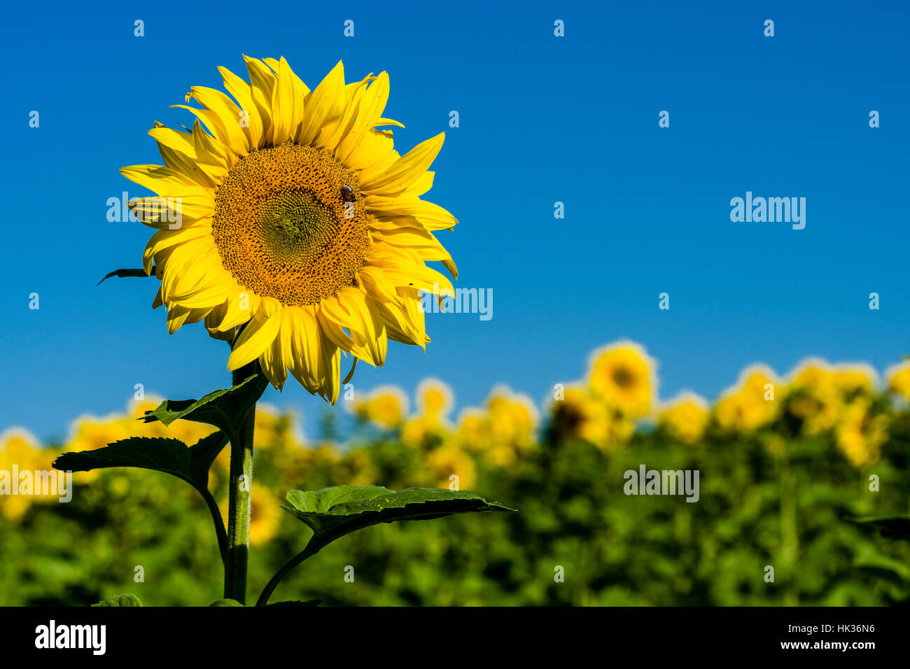 Une fleur de tournesol (helianthus annuus) est debout sur un ensemble de champ de tournesol Banque D'Images