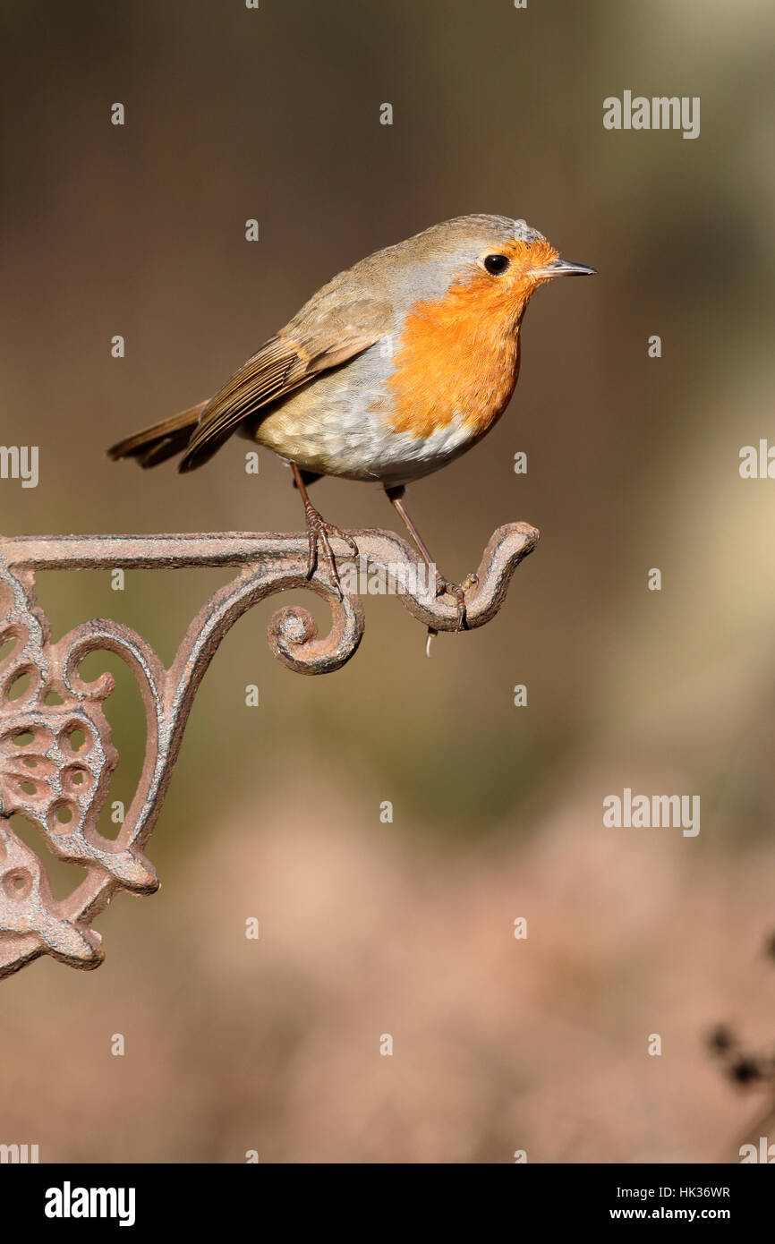 Robin, Erithacus rubecula aux abords, seul oiseau sur barrière, Warwickshire, Janvier 2017 Banque D'Images