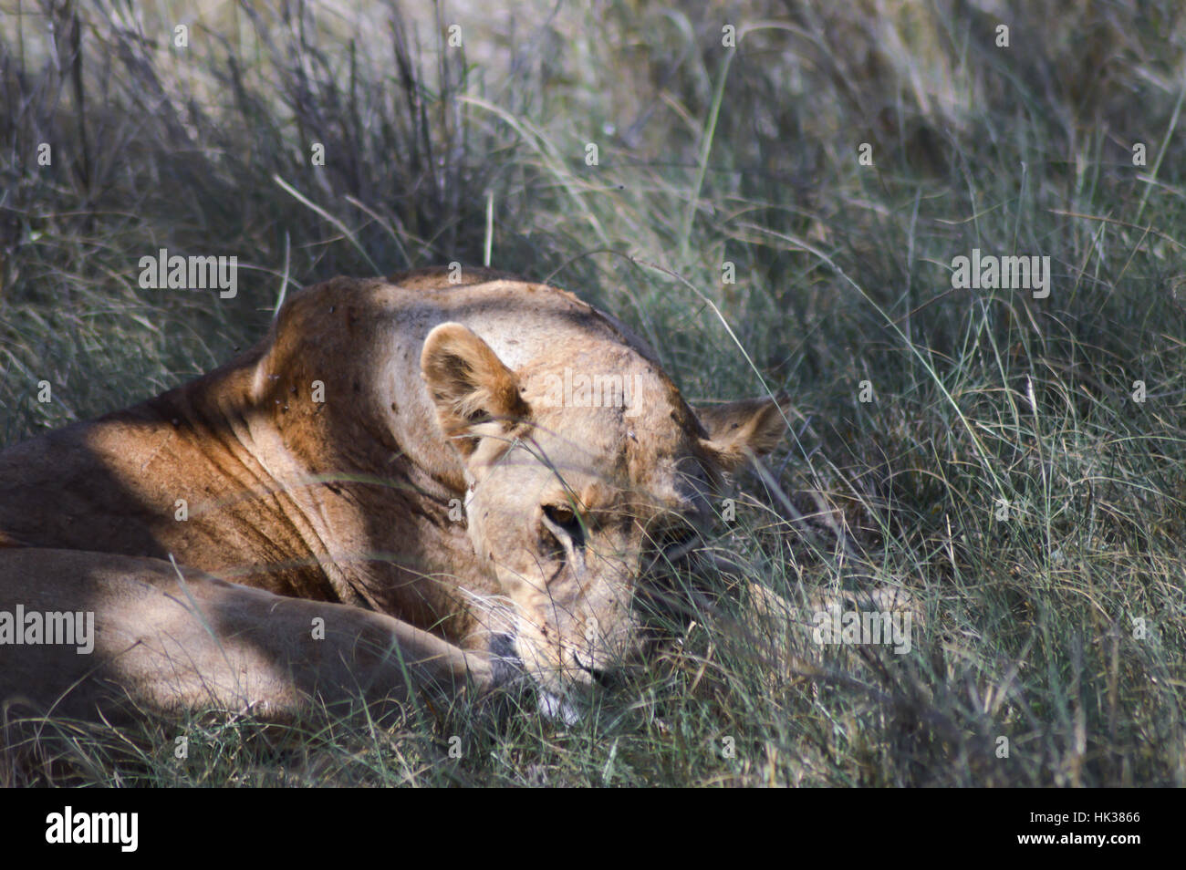 Une lionne couchée sous un arbre dans le parc de Tsavo Ouest au Kenya Banque D'Images