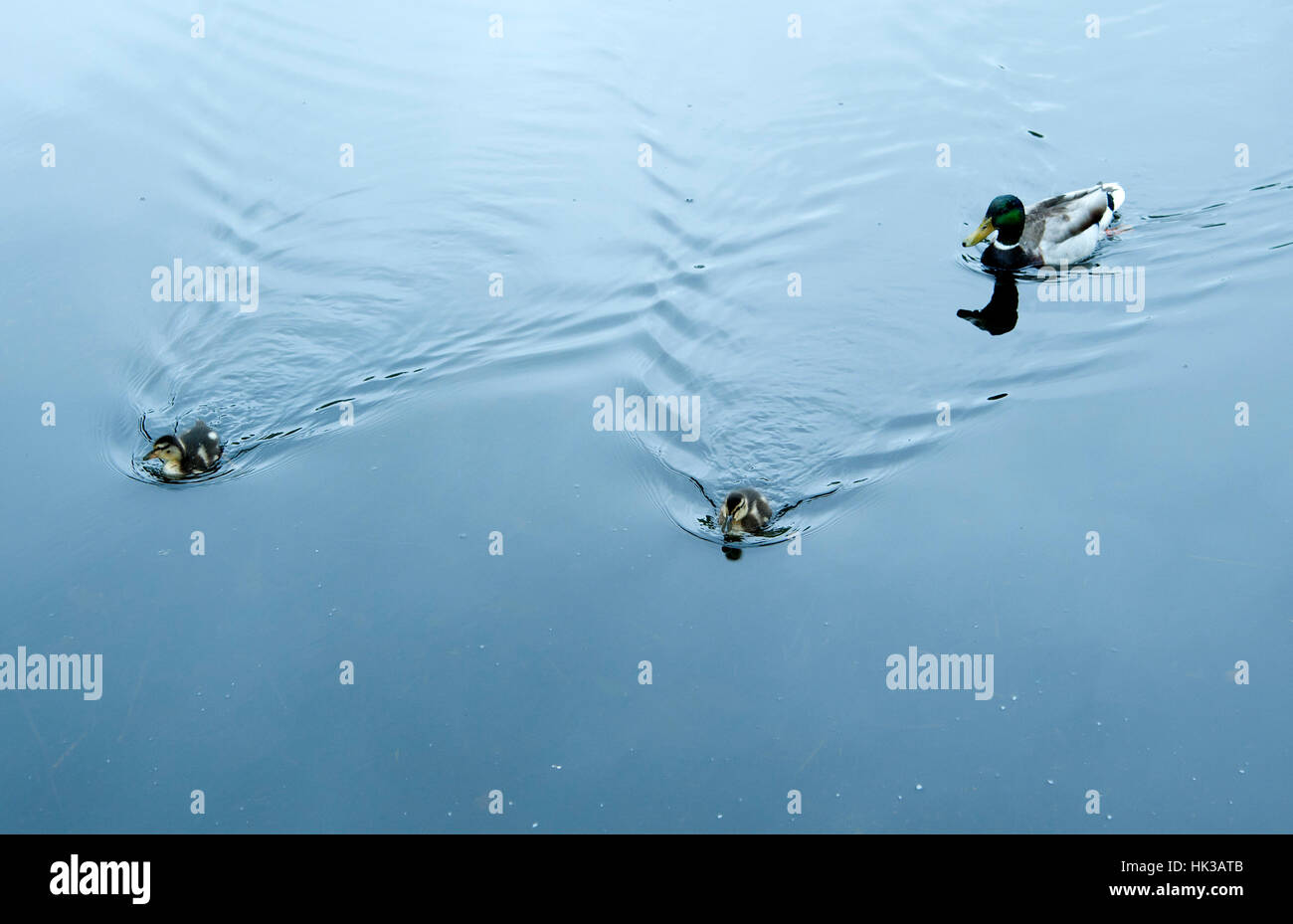 2 Stockentenmännchen Küken mit im Schlepp als einen Ausflug Aufpasser machen im Teichwasser Banque D'Images