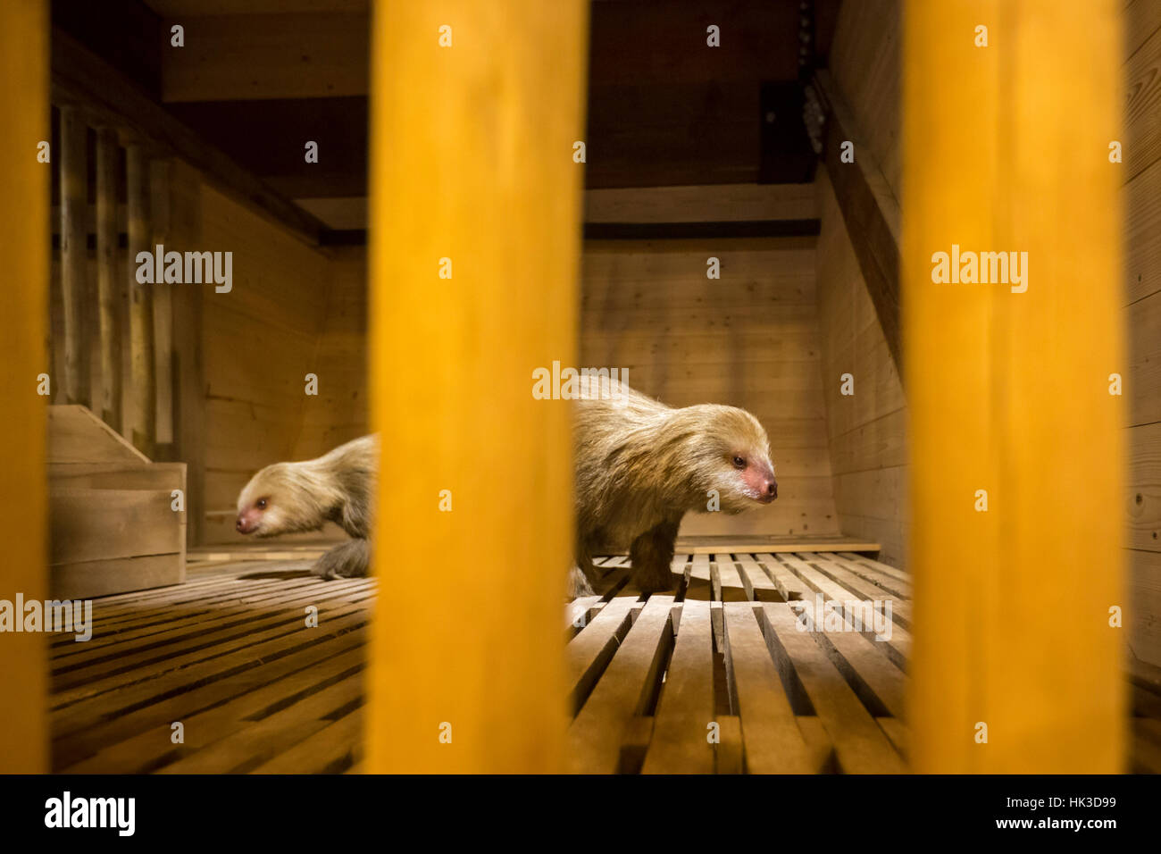Williamstown, Massachusetts - Animaux dans un modèle de l'arche mais par un groupe fondamentaliste chrétienne comme un parc à thème. Banque D'Images