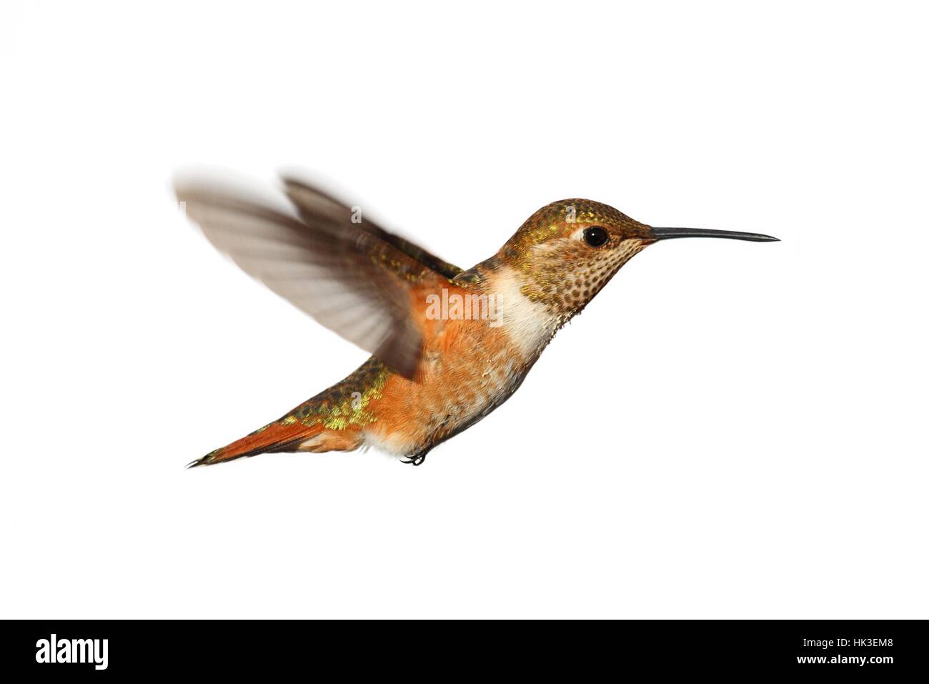 Isolées, des mammifères, des oiseaux, faune, sauvage, oiseaux, plumes, aile, de la faune, Banque D'Images