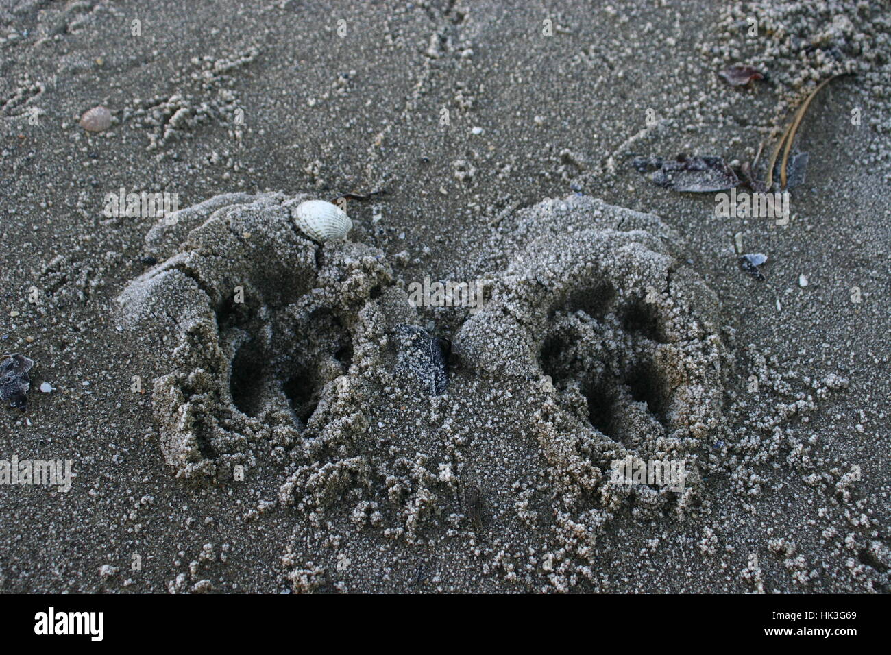 Empreintes de pattes de chien dans le sable à la plage de Portobello à Édimbourg en Écosse Banque D'Images