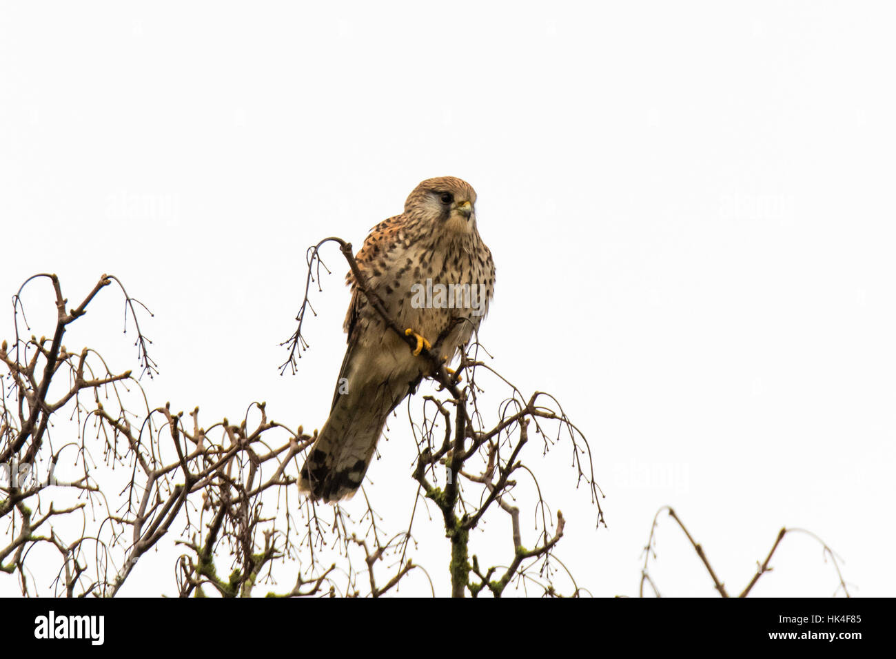 Femme crécerelle (Falco tinnunculus) dans l'arbre. Petit faucon (famille Falconidae) perché dans l'arbre de la recherche de proies de petits mammifères Banque D'Images