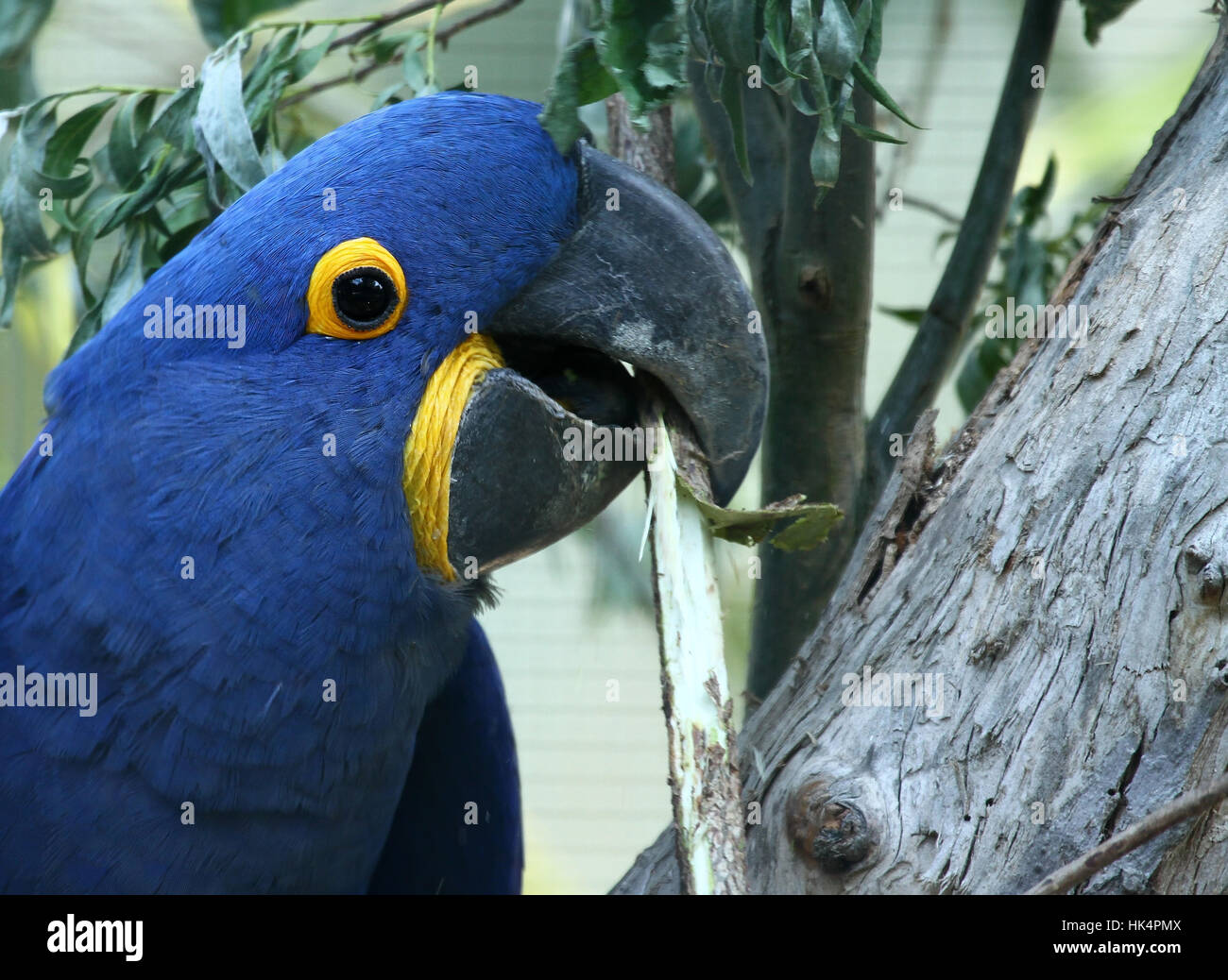 Bleu, oiseau, oiseaux, Brésil, Parrot, bleu, oiseau, oiseaux, Brésil,  perroquet, ara Photo Stock - Alamy