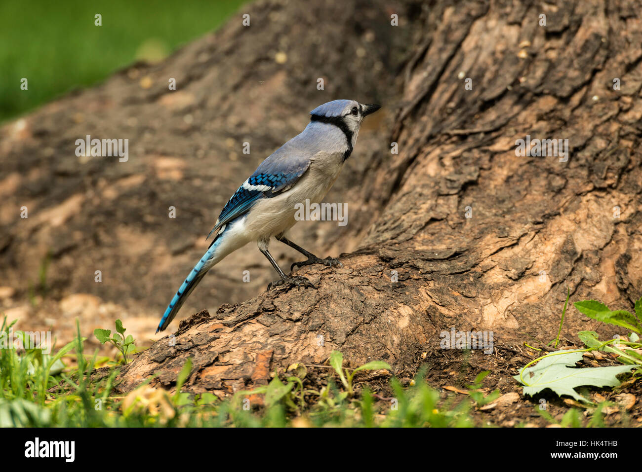 Geai bleu qui se nourrissent de terre autour des racines d'arbre. Banque D'Images