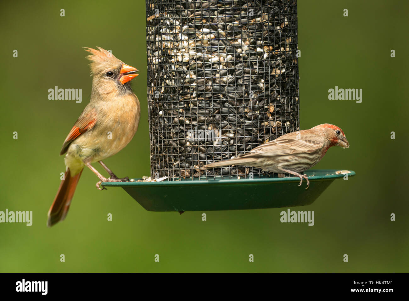 Cardinal rouge et House Finch partager. d'alimentation de semences Banque D'Images