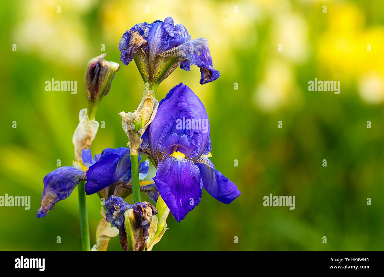 Fleur, plante, iris, fleur, plante, fleurs, fleurir, s'épanouir, en plein essor, Banque D'Images